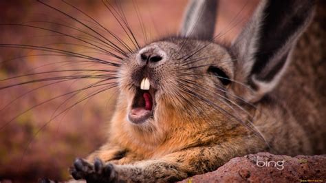 Wallpaper animals - Other, desktop wallpapers, animal photos ...
