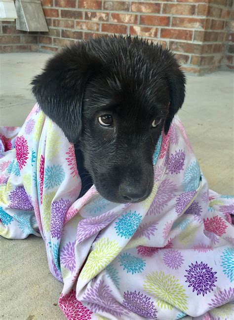 Since Reddit really seems to love lab puppies, here’s Finley after her first swim : r/aww