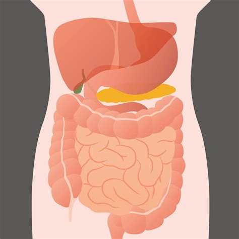 Gut Health | Probiotics Learning Lab