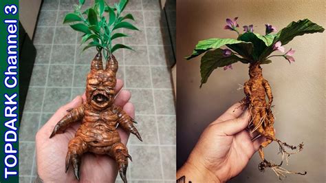 La Mandragora, una Planta Magica - YouTube