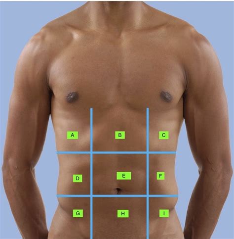 Abdominopelvic Regions Diagram | Quizlet