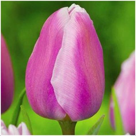 Aafke Tulip Bulbs For Sale | Buy Tulip Bulbs Below Wholesale Prices