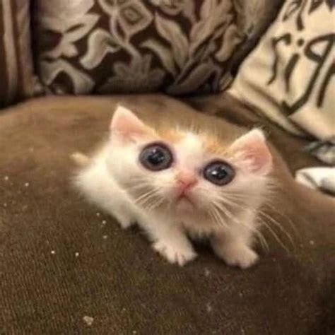 cat memes birthday funny suesse katzen fotos dumme katzen suesse tiere