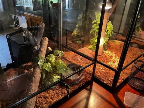 Snake enclosures 3 snakes | Reptiles & Amphibians | Gumtree Australia ...