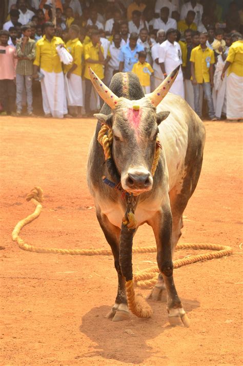 Ox Photos, Download The BEST Free Ox Stock Photos & HD Images