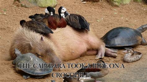The capybara took a ride on a crocodile - YouTube