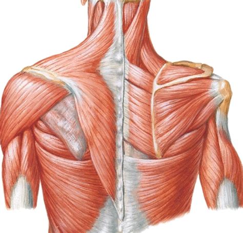 shoulder complex pure physiotherapy