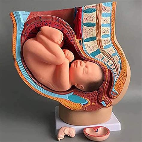 Trauma In Pregnancy Anatomical And Physiological Considerations 12