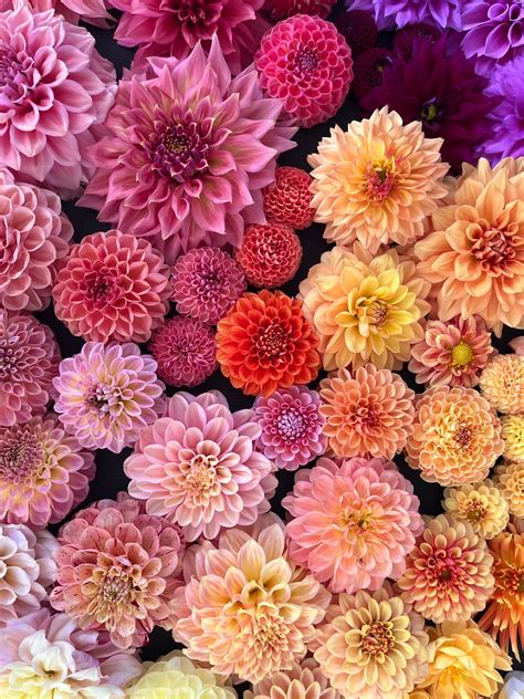 Workshops — Florabool Flower Farm