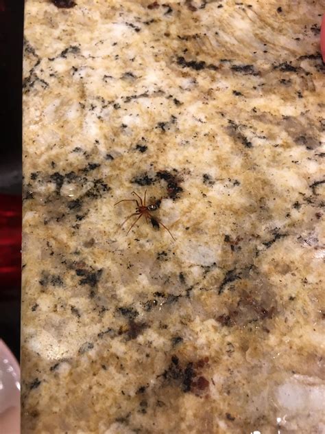 ID request, Phoenix AZ : spiders