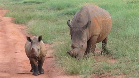 Petition · Say NO to trade in Rhino and Elephant parts! - United States ...