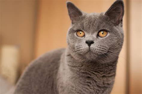 11 Large Cat Breeds - Large Cats To Adopts