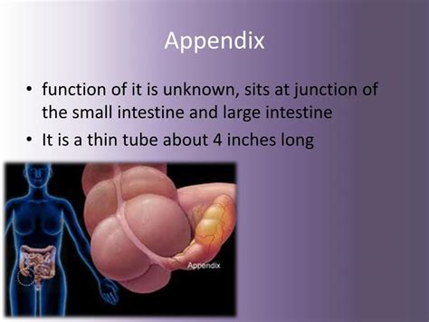PPT - The Digestive System PowerPoint Presentation, free download - ID ...