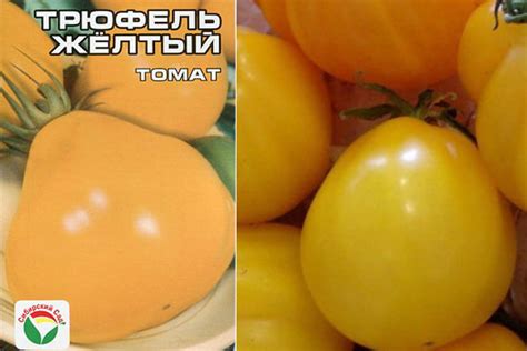 Томат Трюфель желтый: характеристика и описание сорта, отзывы, фото ...