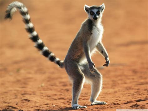 ENCICLOPEDIA DE ANIMALES MUNDIAL: LÉMUR DE COLA ANILLADA (Lemur catta)