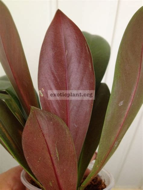 Фотокаталог редких филодендронов для заказа | EXOTIC PLANT Редкие ...