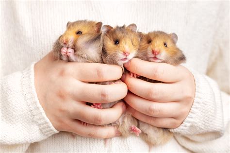 ways to hamster making noise cheap 1