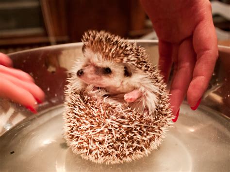Students care for unique pets – TommieMedia