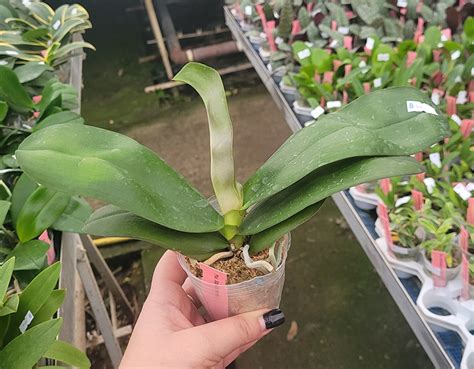 Orchidee Phalaenopsis Sogo Lawrence (FS) – OrchidGarden