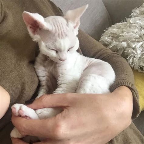 Пин от пользователя ness на доске soft | Котята, Милые котики, Породы ...