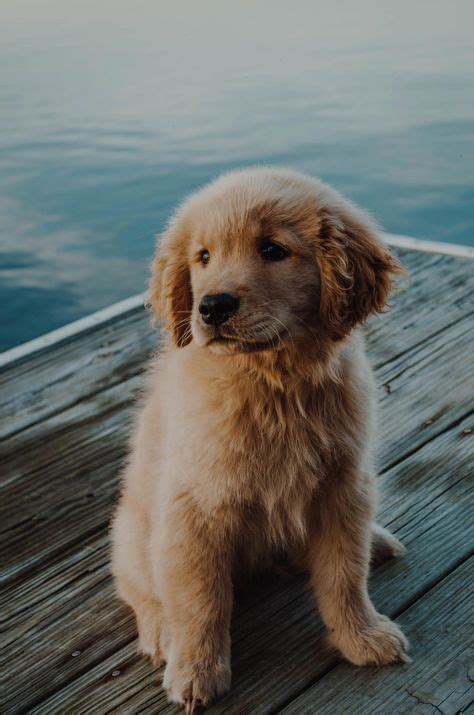 Poze De Fundal Cute Cu Catei