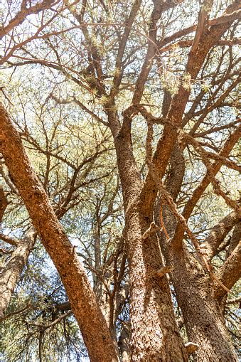 cedar forest stock photo  image  ancient bcharre cedar