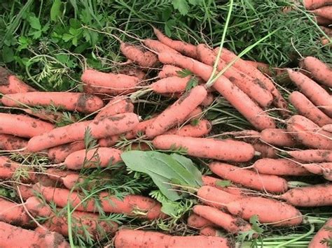Урожайность моркови с 1 га и 1 сотки: как повысить