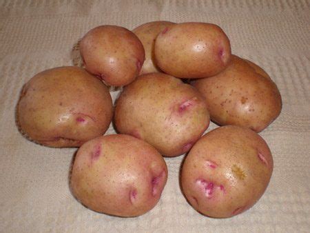 Сорт картофеля «Бородянский розовый» – описание и фото