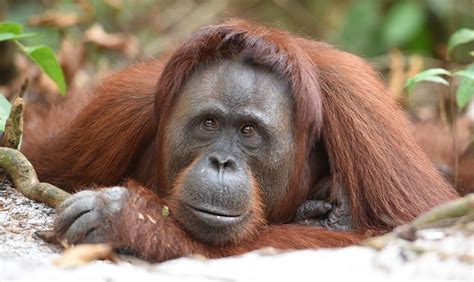 14 Facts About Sumatran Orangutan - Facts.net