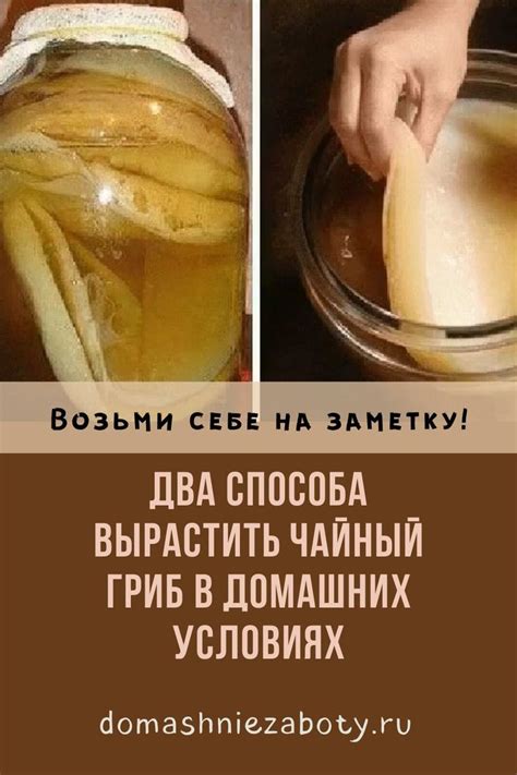 Два способа вырастить чайный гриб в домашних условиях | Cucumber ...