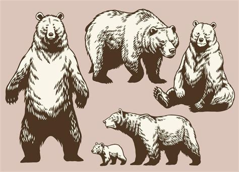 set  hand drawn bear collection  vintage style  vector art