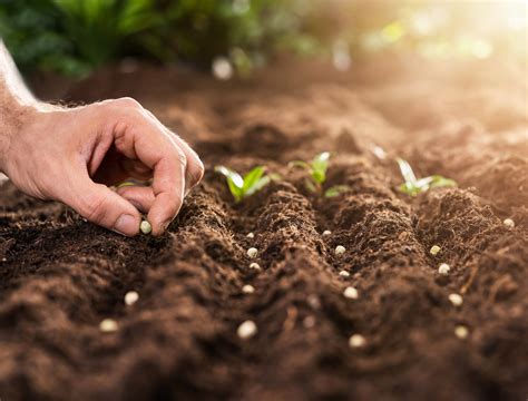 find   flower seeds    early spring