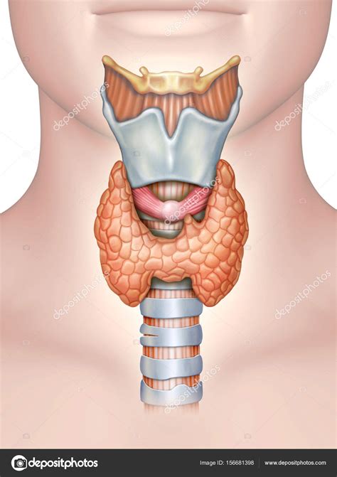 Anatomy of the thyroid gland Stock Photo by ©Andreus 156681398