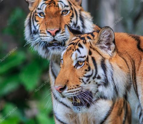 Тигры в джунглях: стоковая фотография © Deerphoto | Cкачать картинку ...