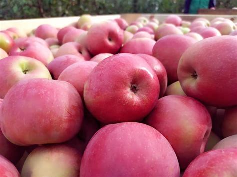 Польские садоводы спешат продать яблоки из хранилищ • EastFruit