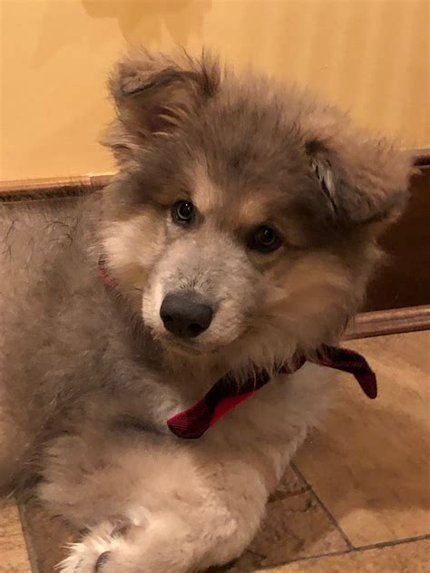 Pin by Denise Heatley on Blue bay Shepherd | Cute pictures, Dogs, Animals