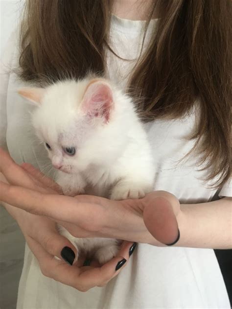 Котёнок менуэт | Kittens, Cats, Animals