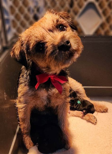 Border Terrier Litters, Dobereich Border Terrier puppies.