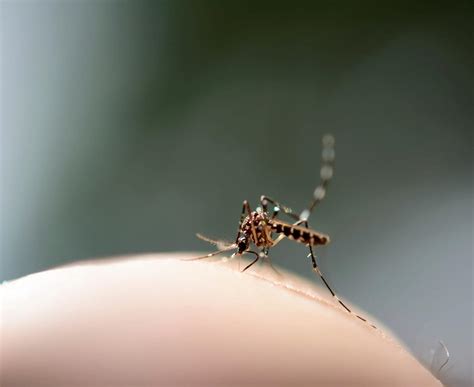 Mosquito - KHAO SOK National Park, Thailand