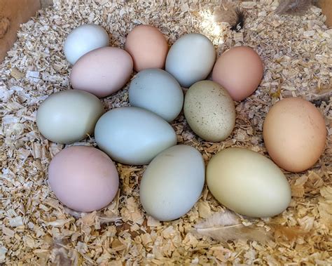 australorp chickens eggs