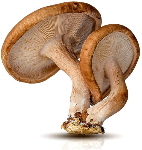 The Gourmet Market Will Soon See New Organic Shiitake Powder Blends Released - RYZE Superfoods