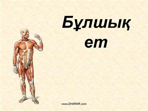 Бұлшық ет - презентация онлайн