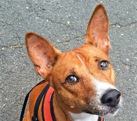 pricked ears   dog essential tips keepingdog