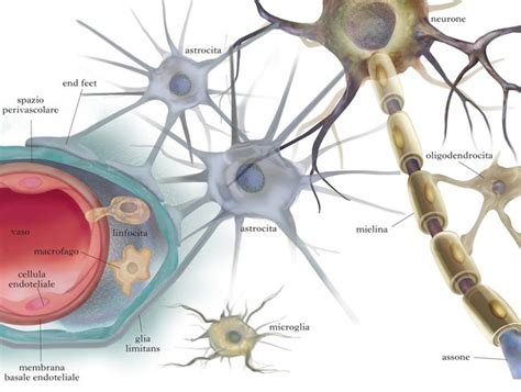 Sistema Nervoso: Estrutura, Constituição e Funcionamento - BioMaster ...