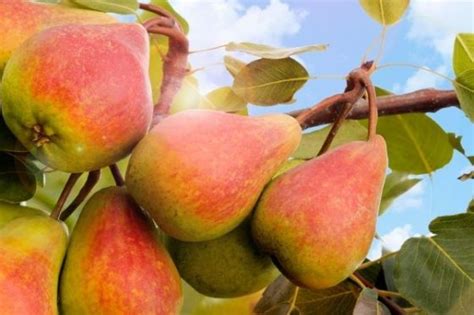 Купить Грушу Северянка краснощекая в Липецке недорого