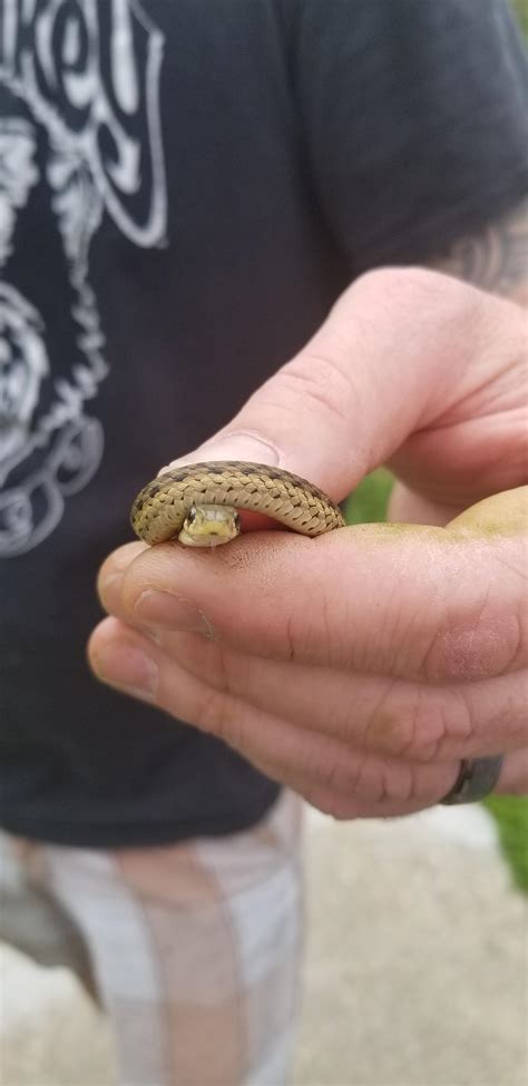 My dad found a Snake while mowing the yard yesterday. It looks a bit