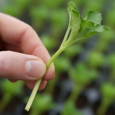 plant cuttings  success rate stealth garden
