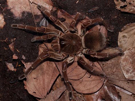 Goliath birdeater spider: habitat and characteristics