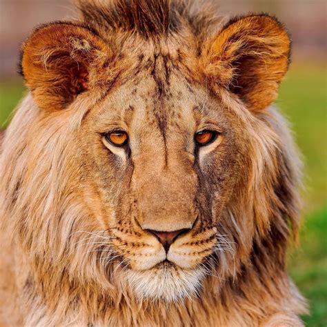 orange eyed lion face wallpaper wallpaperscom