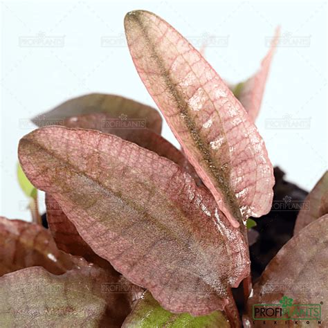 Cryptocoryne sp. 'Flamingo' | Profiplants